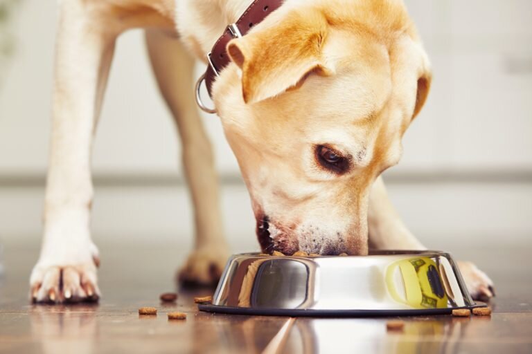 Η διατροφή του σκύλου σας και o ρόλος της στη διατήρηση της υγείας του